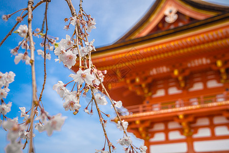 情侣日本旅游日本京都清水寺春季樱花背景