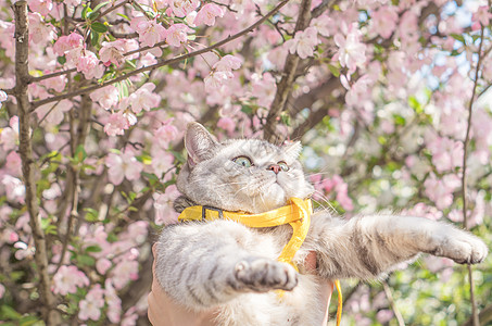 踏青猫咪背景图片