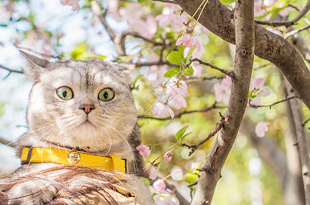 搞笑猫咪背景图片