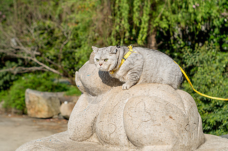 踏青猫咪图片