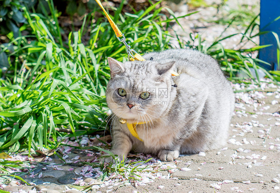 踏青猫咪图片