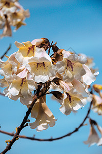 泡桐花毛泡桐泡桐花高清图片