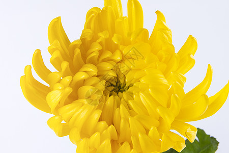 花卉特写黄色菊花背景