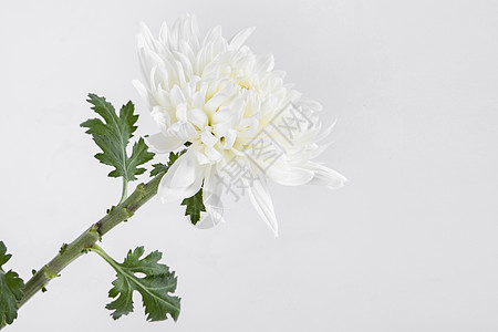 白色菊花图片