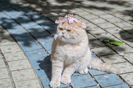 丑耳花与猫咪背景