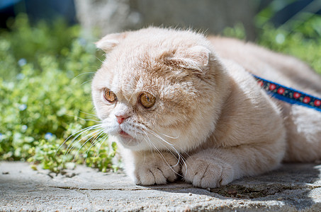 ps素材猫耳小猫咪背景