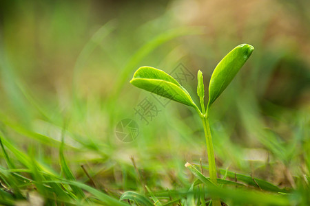 春天的萌芽春季植物芽高清图片