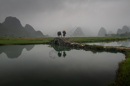 田间农夫水牛背景图片