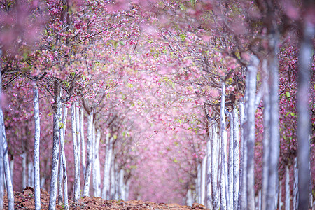 看那春暖花开樱花大道背景