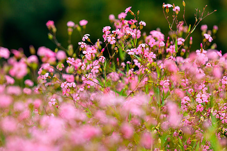 王不留花王不留花高清图片