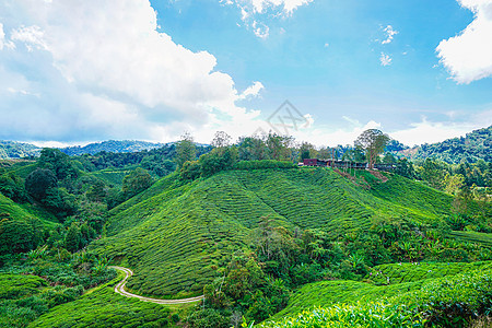 马来西亚高山茶园BOH高清图片