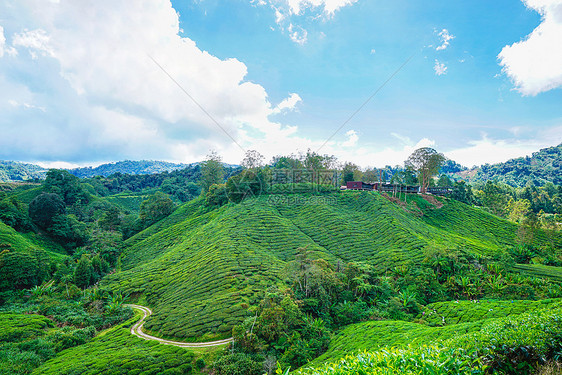 马来西亚高山茶园BOH图片