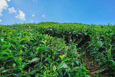 马来西亚高山茶园BOH背景图片