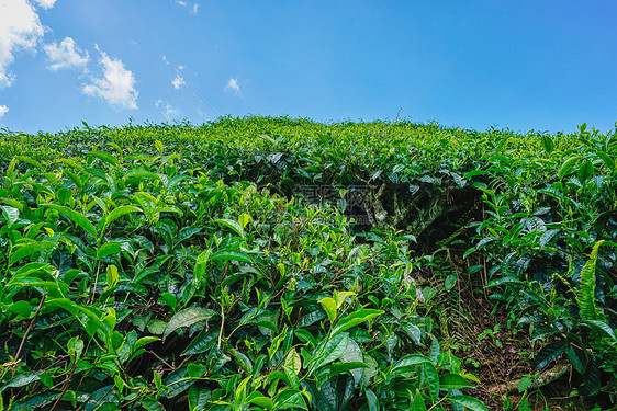 马来西亚高山茶园BOH图片