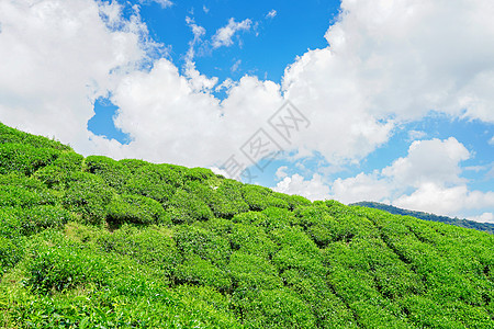 马来西亚高山茶园BOH图片