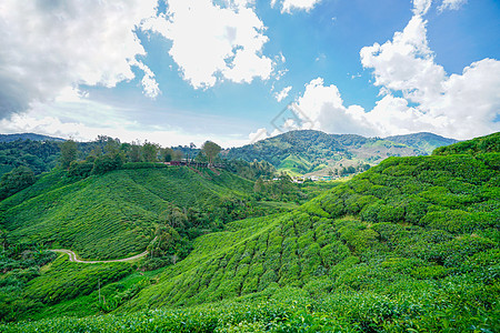 马来西亚高山茶园BOH图片