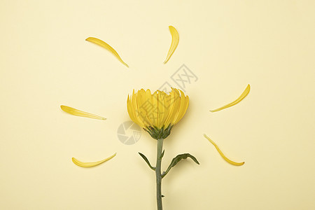 黄色菊花背景图片