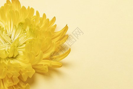 金丝黄色菊花背景
