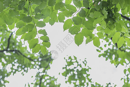 夏天雨后夏至绿植绿叶背景