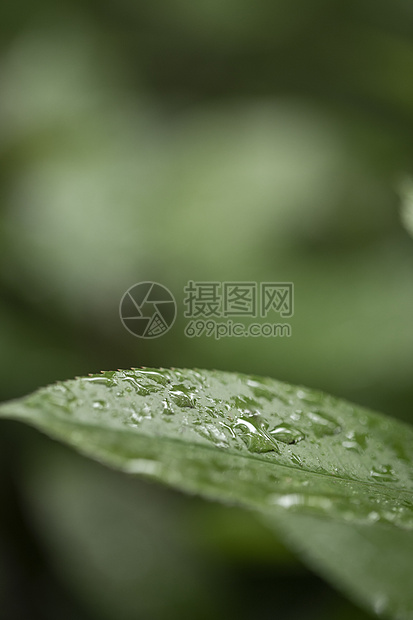 绿植绿叶图片