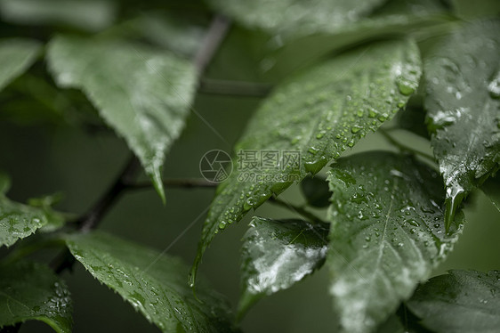 夏至绿植绿叶图片