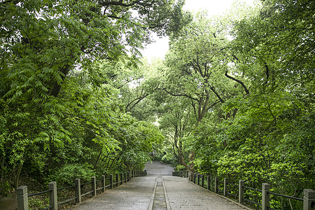 夏天雨后森林公园楼梯背景