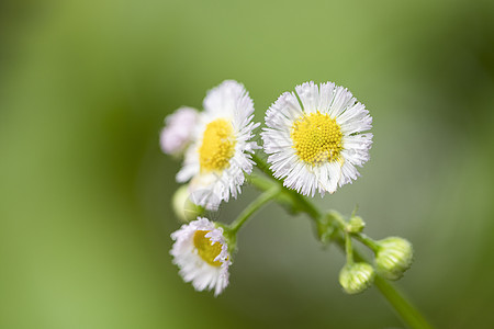 春天的小雏菊背景图片