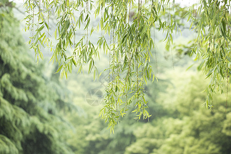 初春风景春天的垂柳背景