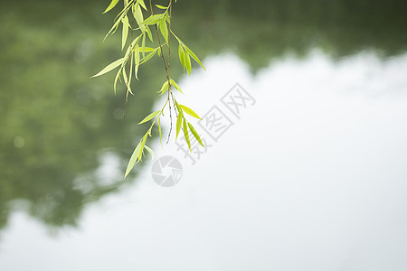 湖边的垂柳背景图片