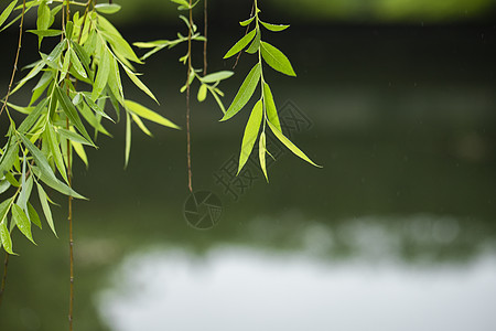 湖边的垂柳背景