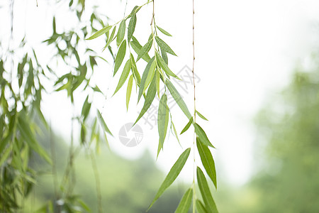 柳树发芽春天的垂柳背景