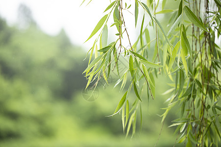 柳树发芽春天的垂柳背景