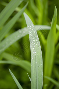 春天的草丛壁纸绿色高清图片