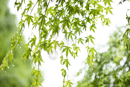 夏至枫叶小雨树高清图片