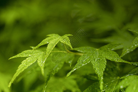 夏至枫叶枫叶露水高清图片