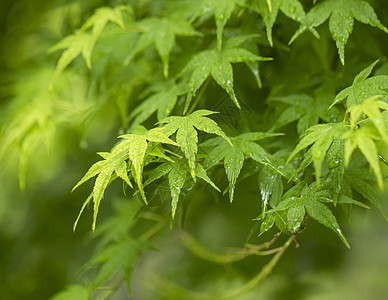 夏至枫叶雨后枫木高清图片