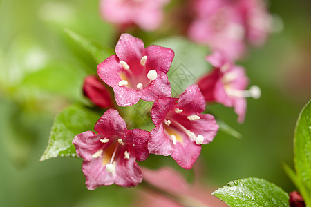 春天的红花背景图片