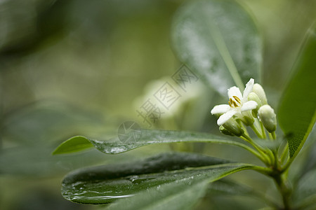 春天的花蒙蒙雨四月高清图片