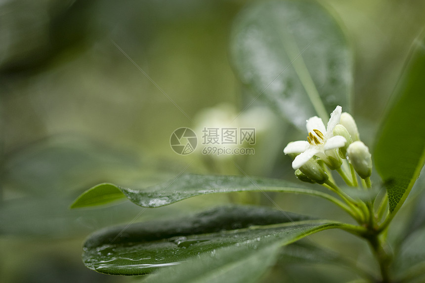 春天的花图片