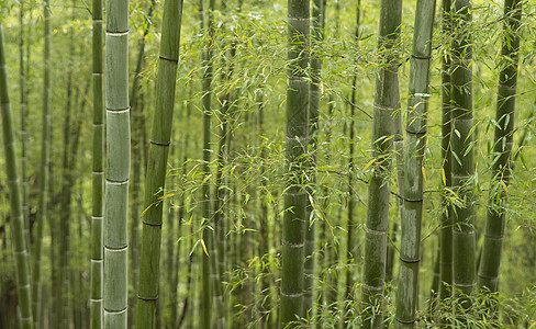 夏季竹林毛竹竹叶高清图片