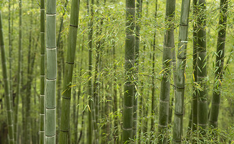 夏季竹林图片