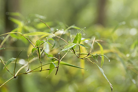 夏季竹林毛竹竹叶高清图片