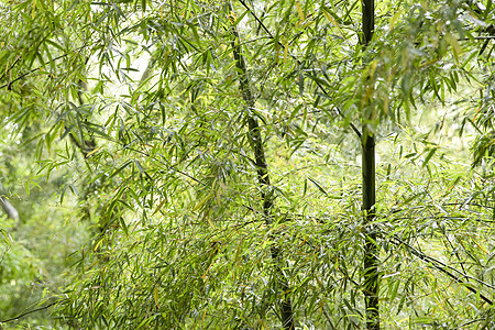 夏季竹林毛竹竹叶高清图片