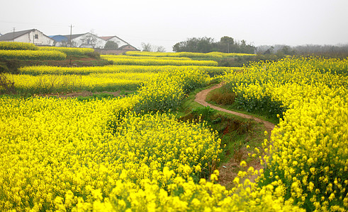 田间小路背景图片