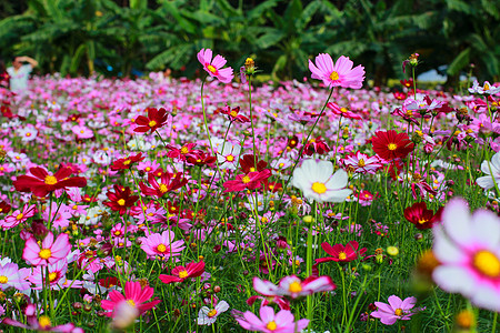 幸福格桑花波斯菊背景