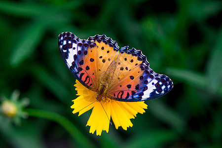 雏菊上的枯叶蝶图片