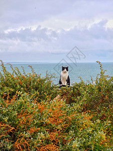葡萄牙阿尔布费拉海边猫咪图片