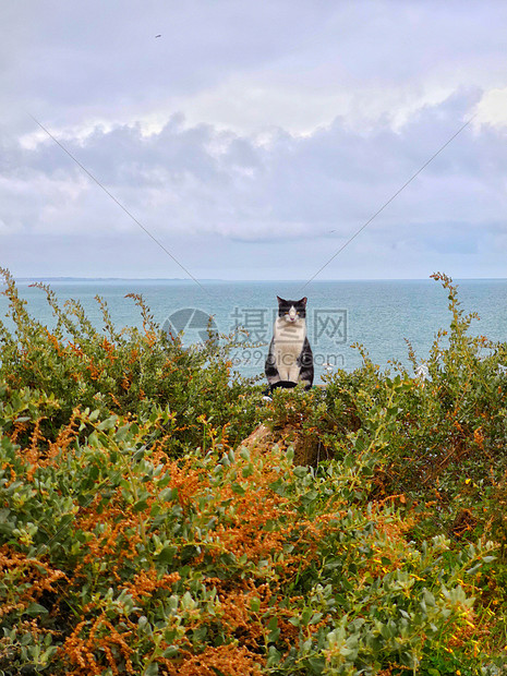 葡萄牙阿尔布费拉海边猫咪图片素材_免费下载