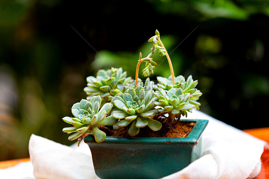 ‘~多肉植物盆栽  ~’ 的图片