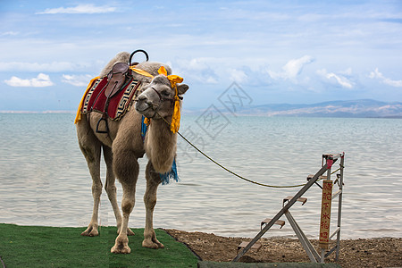 青海湖骆驼图片